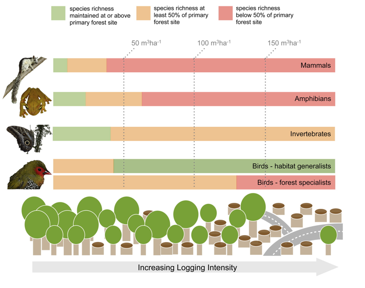 <ul><li><p>organism richness decreases with logging intensity</p></li><li><p>increases in bird species richness are caused by the influx of habitat generalists</p></li><li><p>logging intensity of 38m³/ha would halve mammal richness</p></li><li><p>63m³/ha would halve amphibian richness</p></li></ul><p></p>