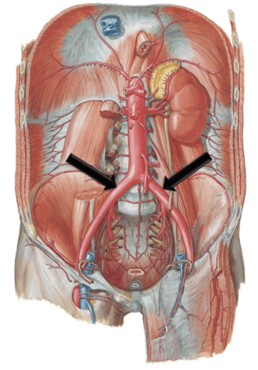 <p>The descending aorta terminates at the level of the 4th lumbar vertebrae by bifurcating into the left and right what?</p>