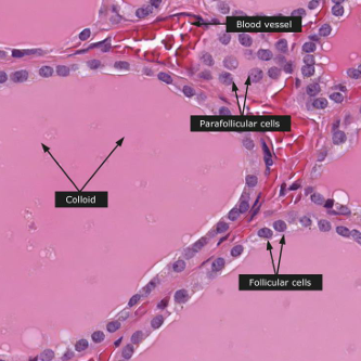 <p>Follicles, parafollicular cells</p>