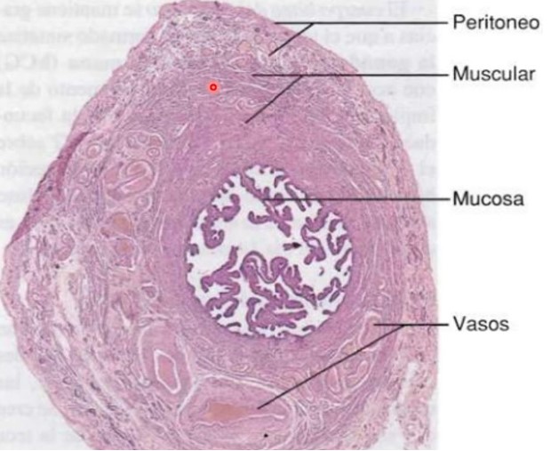 la capa epitelial de la ______ de las trompas uterinas estan compuestas de 

* celulas ciliadas cilindricas simples
  * celulas sin cilios