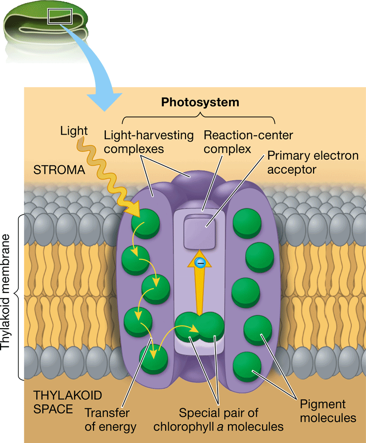 <ul><li><p>Light-capturing protein &amp; pigment complex of a thylakoid membrane</p></li><li><p>Consists of a reaction-center complex surrounded by light-harvesting complexes</p></li></ul>