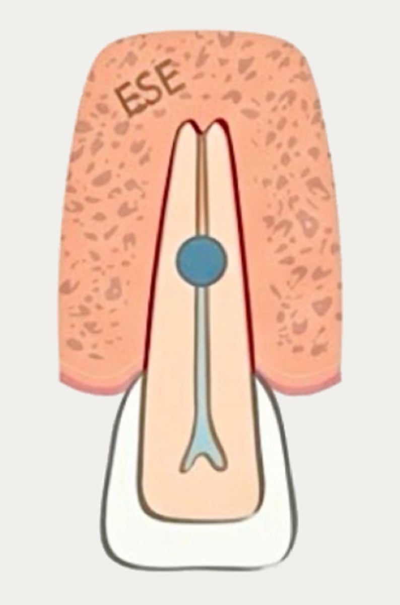 <p>What type of resorption?</p>