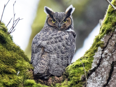 <p>Great Horned Owl</p>