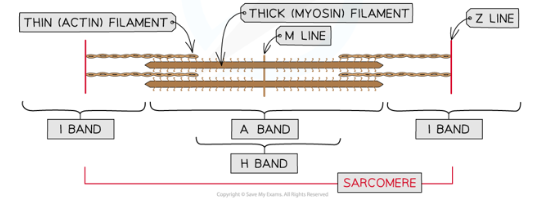 Myofibril parts?