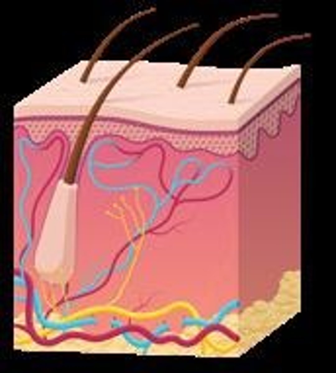 <p>Skin and organ mucosal layers that prevent pathogen entry.</p>