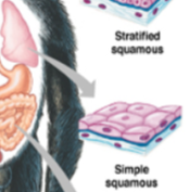 <p><span><span>Simple squamous epithelium</span></span></p>