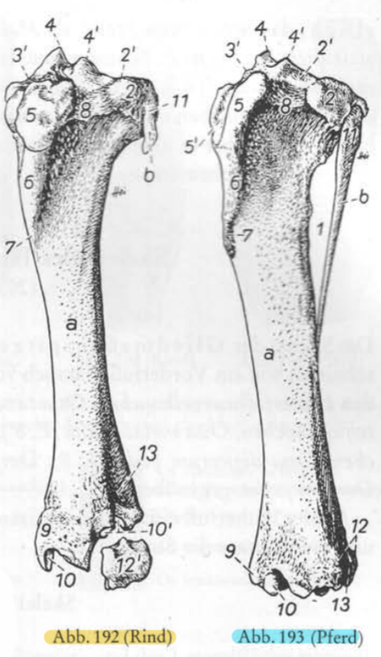 <p>Rappel structures osseuses → Tibia/Fibula Cran.</p>