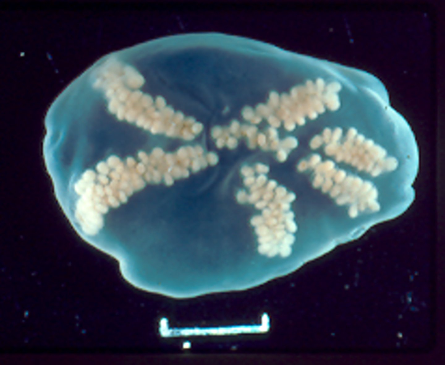 <p>Found in subcutaneous tissue of a rabbit. What parasite species is this?</p>