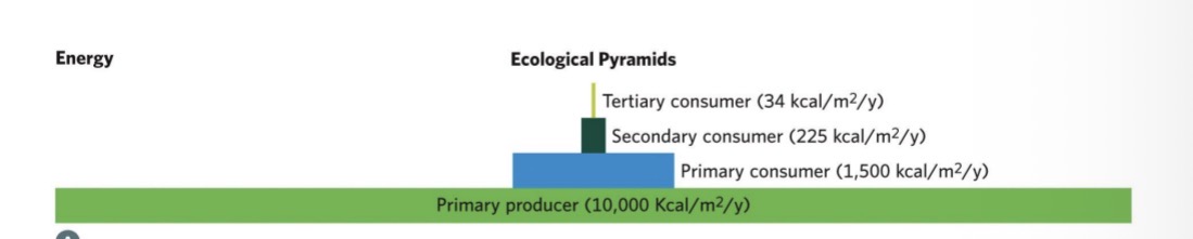 <ul><li><p>most food chains are limited to six trophic levels or less</p></li><li><p>Example: Top predators occur at much lower densities than lower trophic levels due to the limits in energy transfer efficiency. A hypothetical predator of such top predators would have to cover huge distances and expend large amounts of energy to sustain themselves (imagine how much energy a hypothetical predator of a lion would need to prey on such a species) Such amounts of energy are not available at upper trophic levels</p></li></ul><p></p>