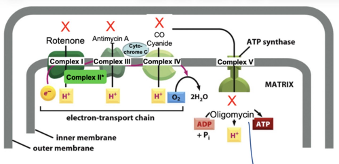 <p>rotenone → Complex I</p><p>antimycin A → Complex III</p><p>cyanide/CO → Complex IV</p><p>oligomycin → ATP synthase</p>