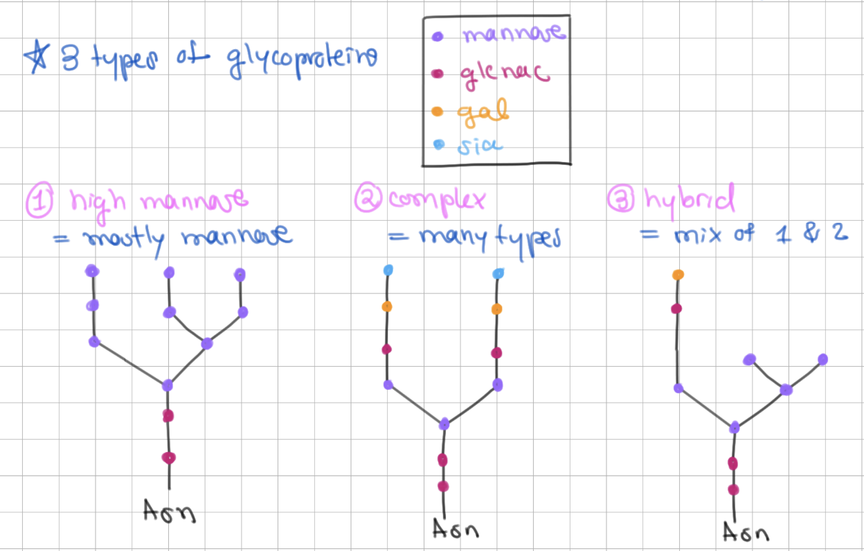 <p>1) high mannose = mostly mannose</p><p>2) complex = many types </p><p>3) hybrid = mix of 1 + 2</p>
