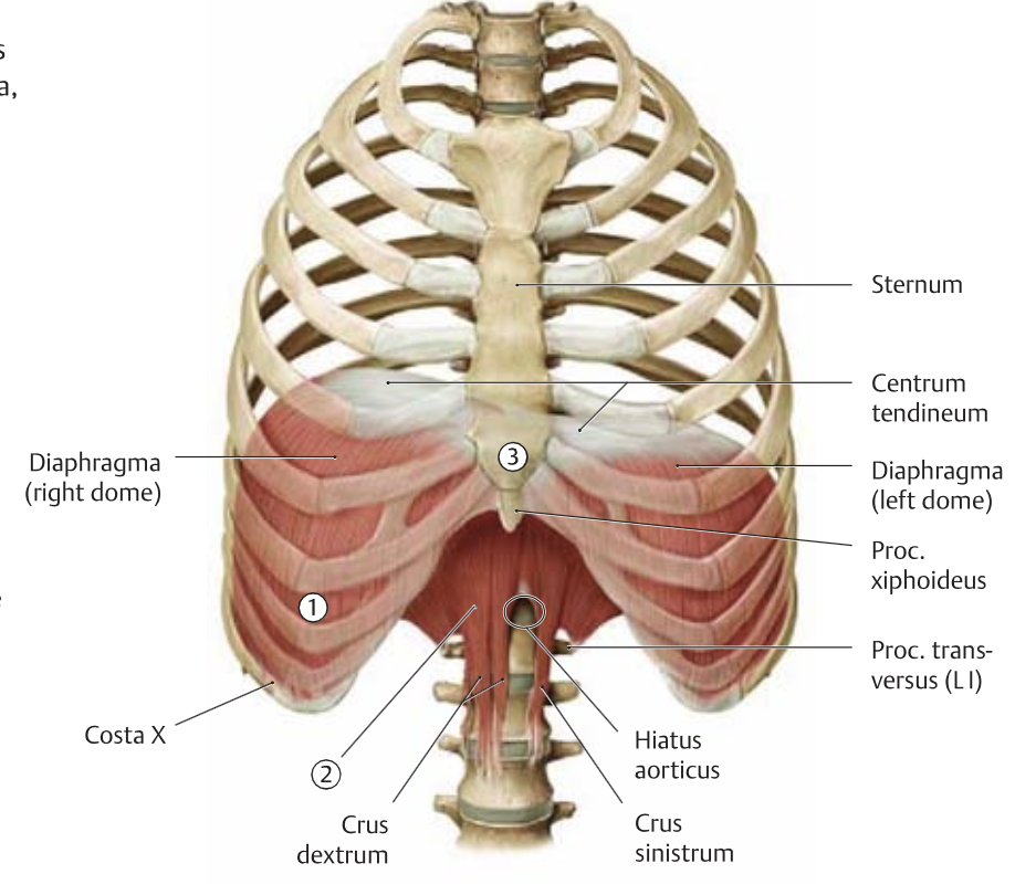 <p>diaphragma → hingamislihas, prelum abdominale</p>