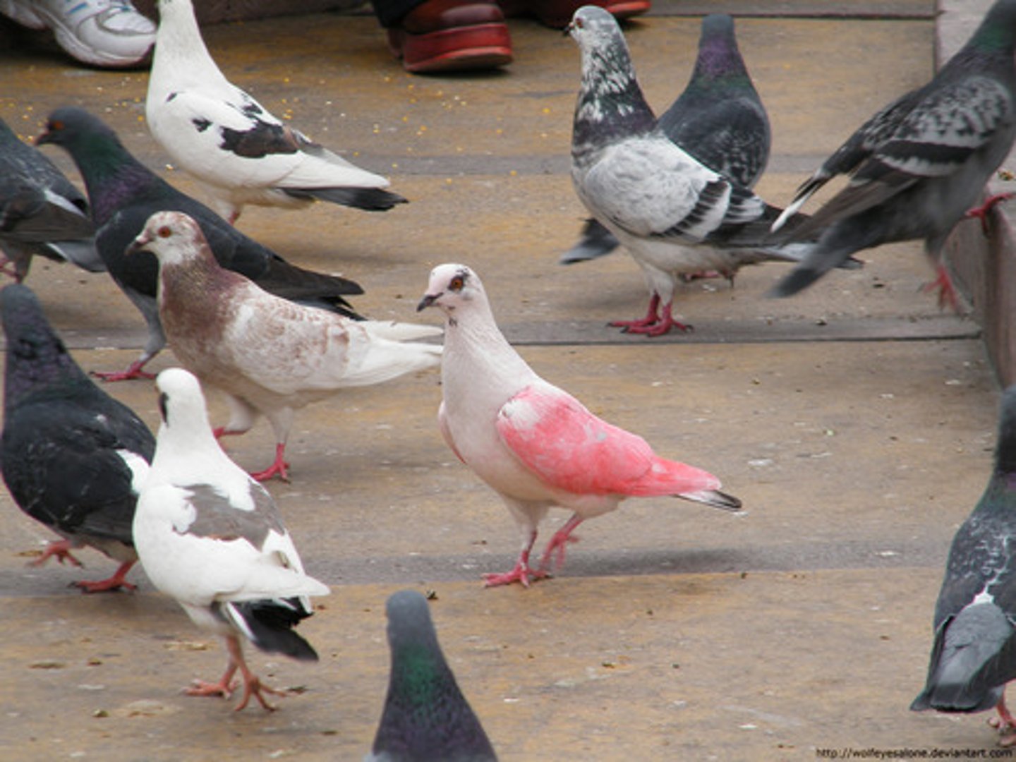 <p>a peculiar personality trait</p>