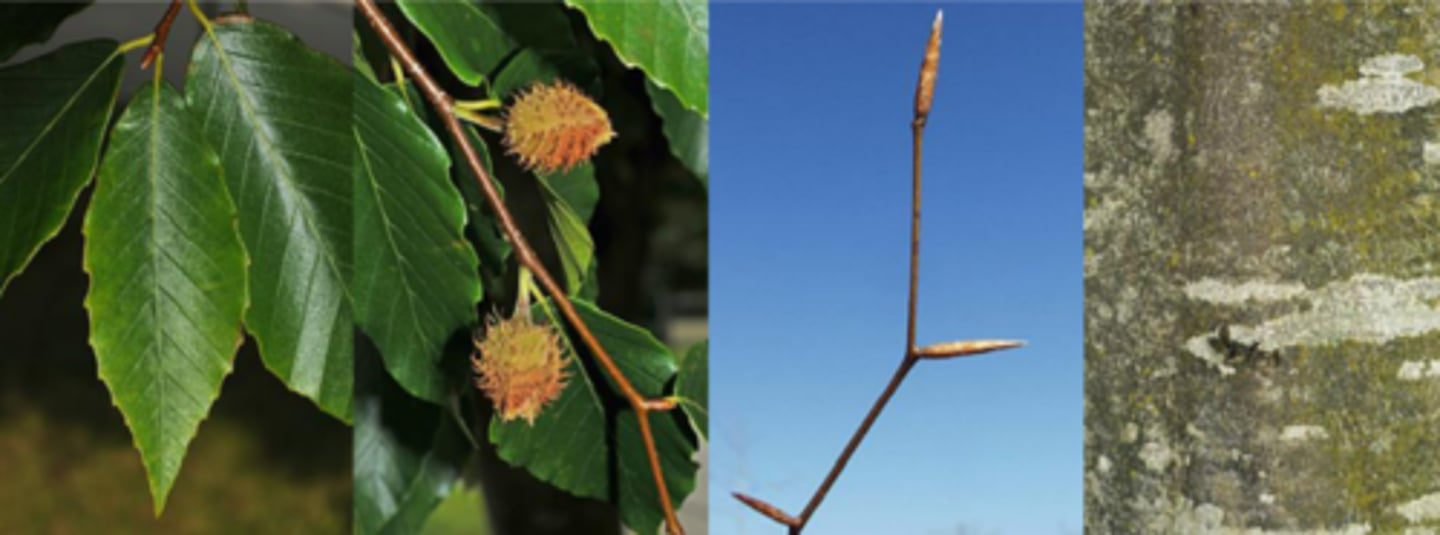 <p>Leaves: ovate w/ acuminate tip, dark green shiny above, pale pubescent beneath. (slightly waved and toothed); very straight, defined veins</p><p>Twigs: slender, reddish-brown turning gray. </p><p>Buds: elongated 1+ in. long, slender, sharply pointed w/ bronze colored imbricate scales </p><p>Fruit: 3-sided nut, &lt; 1" long in a bur (2-3 per bur); bur has 4 scales. </p><p>Bark: smooth gray, very distinctive; easy to identify by its smooth gray bark; </p><p>Form/Silvics: very shade tolerant; mature size 80' tall; very long-lived tree (400 years); prefers moist, well-drained fertile soils; can sucker (shallow roots)</p>
