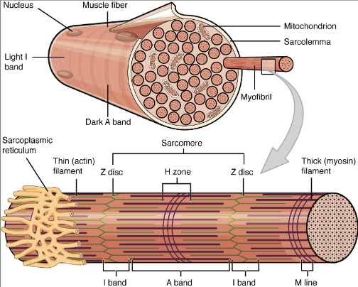 <ul><li><p>Narrower structures that make muscle fibres</p></li><li><p><span>Contain thick and thin contractile ligaments made up of the proteins </span><strong><span>myosin</span></strong><span> and </span><strong><span>actin</span></strong></p></li></ul>