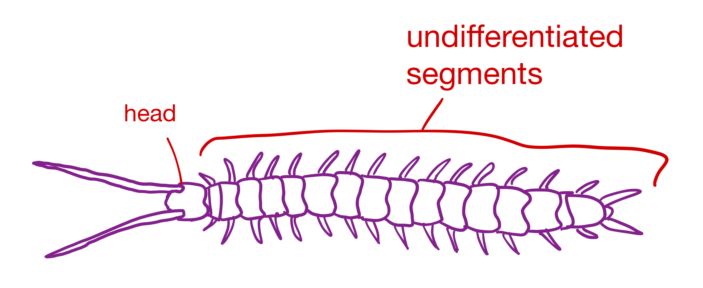 <p>Grouping: Protostome</p><p>Grouping: Ecdysozoa</p><p>Phylum: Arthropoda</p><p>Subphylum: Myriapoda</p>