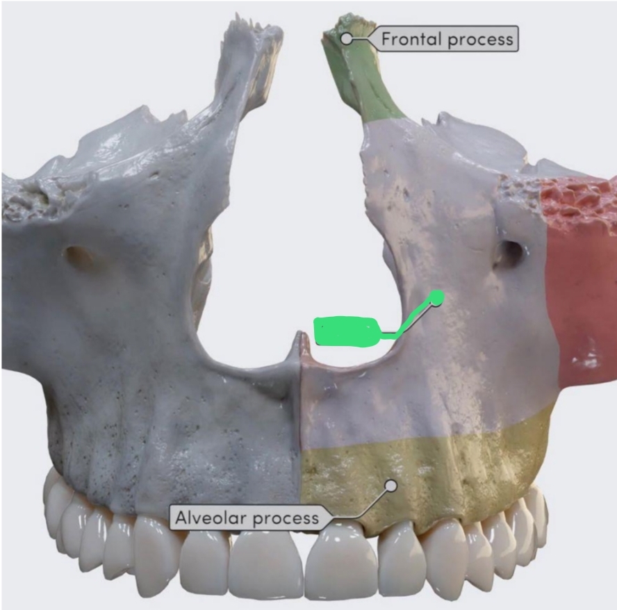 <p>Located above teeth and below orbit (eye)</p>