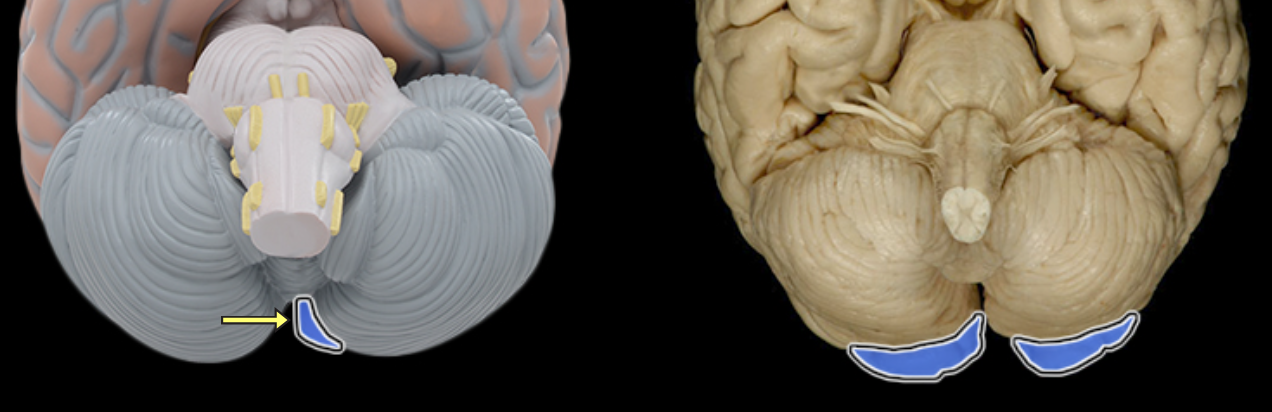 <p>Location:</p><ul><li><p>Posterior portion of each cerebral hemisphere</p></li></ul><p>Description:</p><ul><li><p>Extends from parieto-occipital sulcus to posterior pole of brain</p></li><li><p>Contains lingual gyrus</p></li></ul><p>Function:</p><ul><li><p>Primary visual area</p></li></ul><p>Comment:</p><ul><li><p>Named for overlying bone</p></li></ul><p></p>