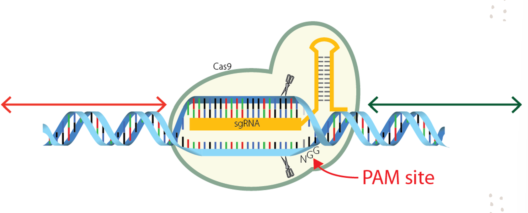 <ol><li><p>Recognition </p></li><li><p>Cleavage (sticky ends/bunt ends)</p></li><li><p>Repair (non-homologous end joining or homology directed repair) </p></li></ol>