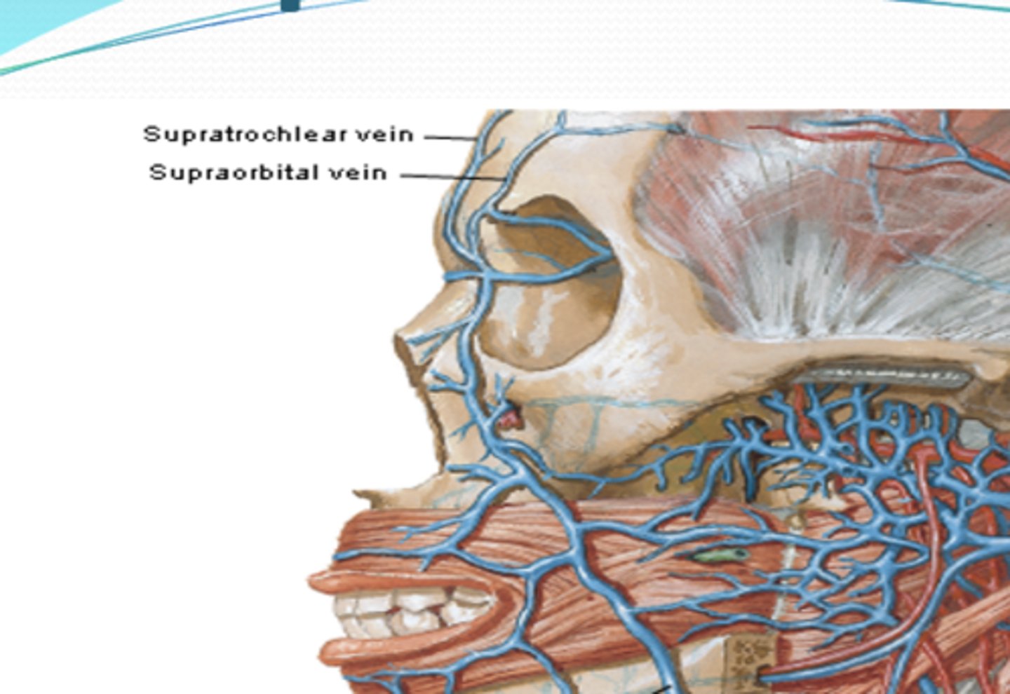 <p>What vein drains the anterior part of the scalp?</p>