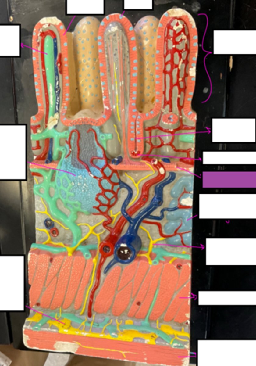 knowt flashcard image