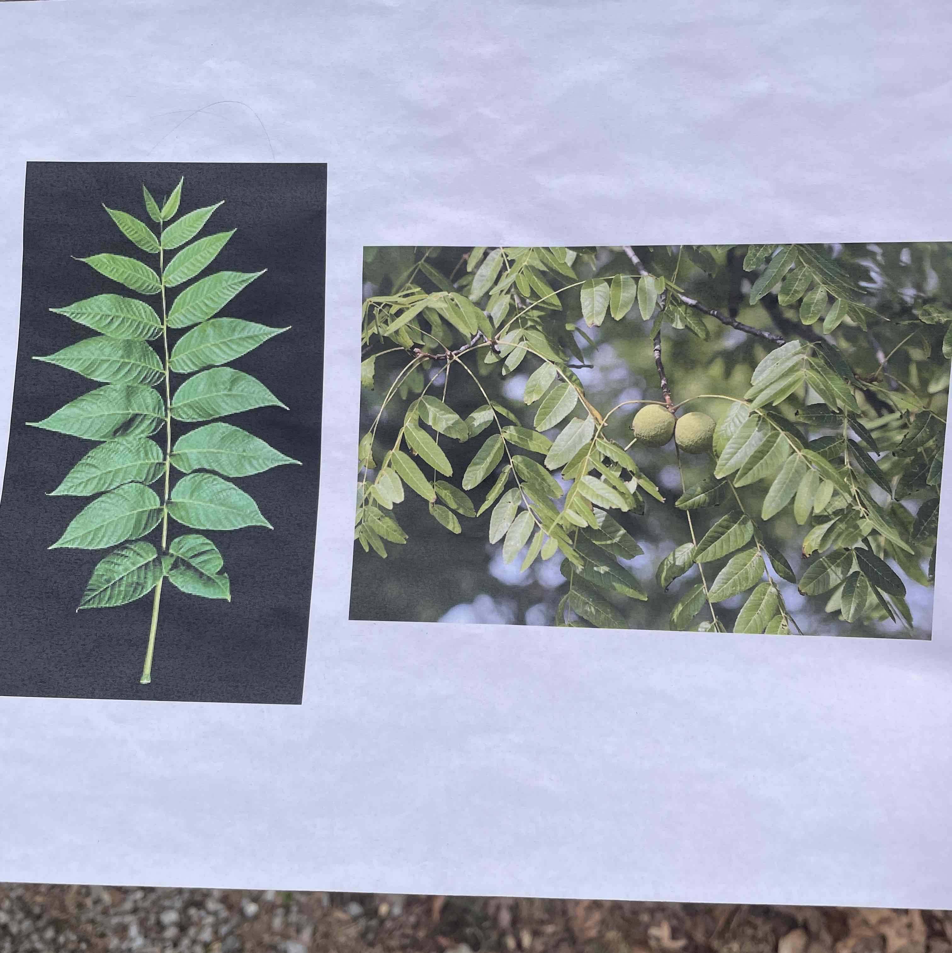 <p>Juglandaceae</p>