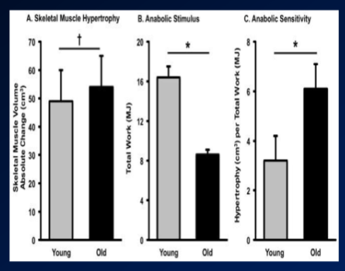 \-the absolite change in size of muscle was the same between young and old

* shows there is benefit of aerobic exercise on aerobic capacity, but also in muscle size increase 

\-remember the young and old were working at different absolute intensities, bc it was % VO2max => shows they still had the same adaptations in old even if absolute stimulus was lower 

\-this is what anabolic stimulus is, so young had higher anabolic stimulus bc they were exercising at higher rate 

\-but since they got the same adaptations in young vs old, the old have a higher anabolic sensitivity (so sensitivity to adaptation was better since they got the same cgange in hypertrophy w a lower stimulus)