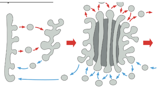 <p>Golgi cisternae are static compartments, which contain a characteristic complement of resident enzymes</p><p>Passing of molecules from cis to trans through the Golgi is accomplished by forward-moving vesicles, which bud from one cisterna & fused with the next in a cis-to-trans direction</p>