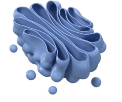 <p>modifies, sorts + packages proteins and lipids for delivery </p>