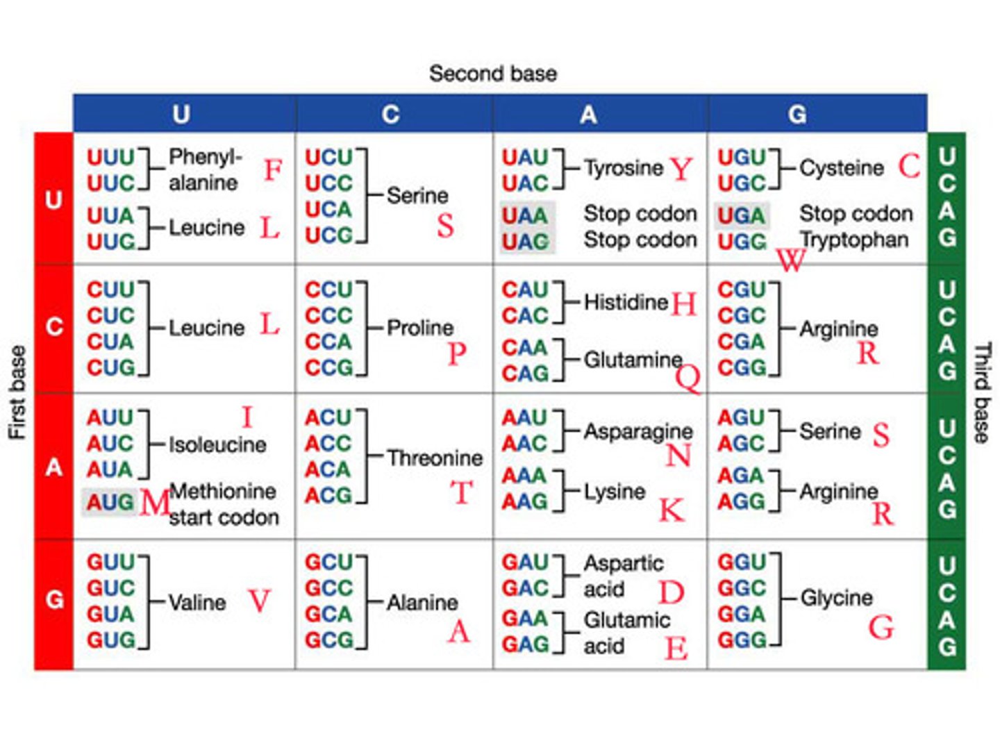 <p>most amino acids. i.e. leucine, valine, serine, glutamine...</p>