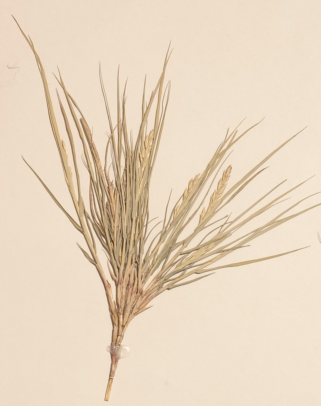 <p>What is this plant’s scientific name?</p>