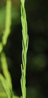 <p>Common Name</p>