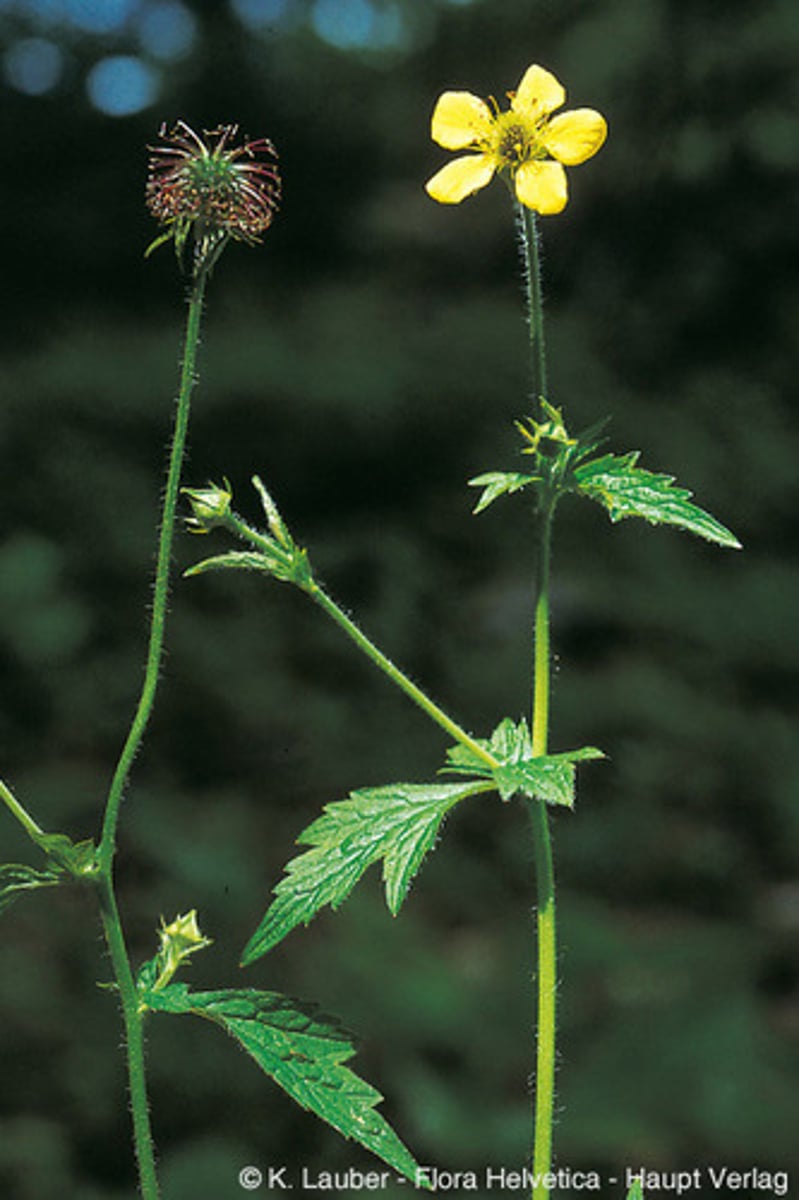 <p>Geel nagelkruid</p>