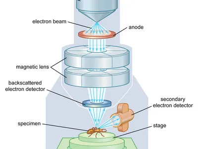 <p>Specimen are coated in a thin layer of metal to prevent charging, which affects the image quality. Electrons are beamed across the surface of the dead specimen. They are best for viewing a 3D external structure. Magnification is around 10-3 million X and has a resolution of 1-20 nanometers. </p>