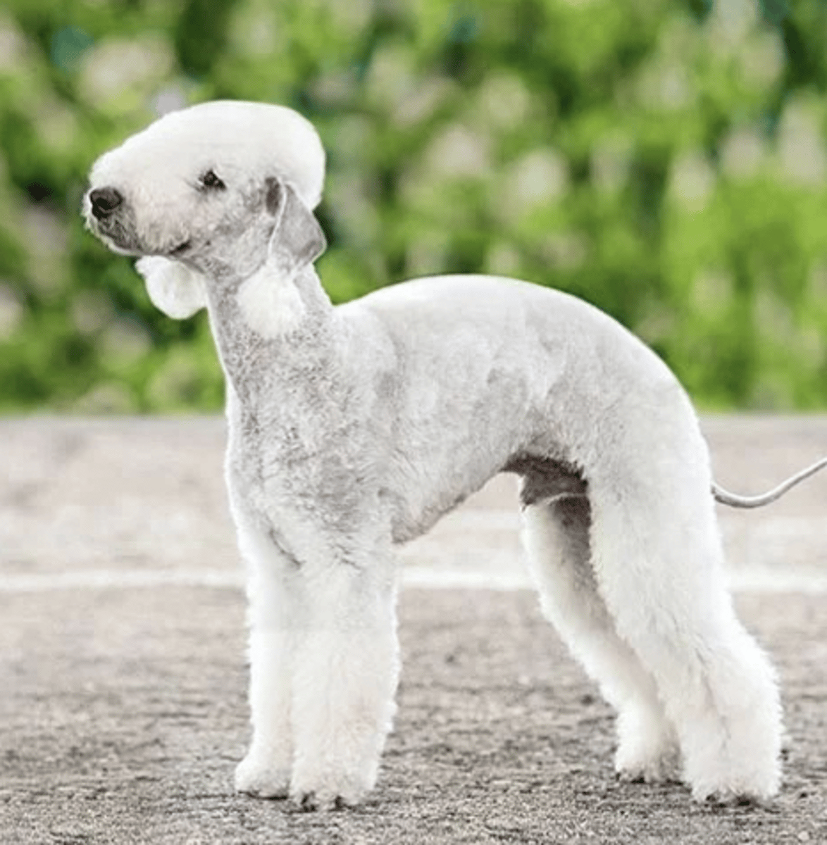<p>FCI - 3 , white/grey, fluff on the phase</p>