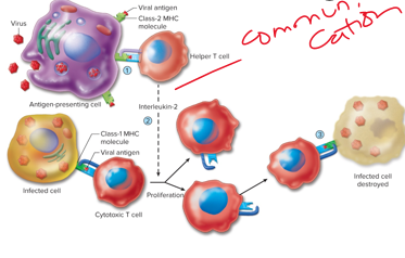 <p>class 1 mhc protein on ______ t cells</p><p>-antigens are located intracellularly.</p><p>-T cell is focused on destruction of body’s own cells that are infected with viruses or cancerous</p><p>-Viruses cause host cell to manufacture viral proteins</p><p>-Cancerous cell has genes altered that are coding for proteins not normally found in the body</p><p>-<strong><em>T cell ____ the cell</em></strong></p>