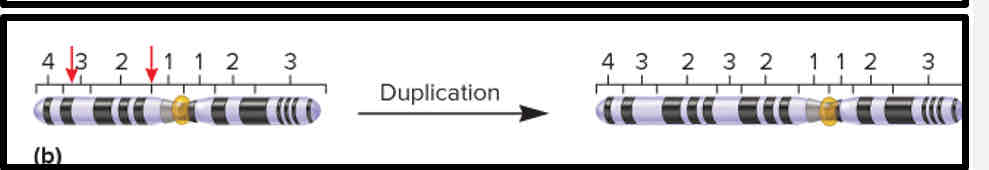 <p>The repetition of a chromosomal segment compared to the normal parent chromosome</p>