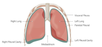 <p>thin double layered membranes that cover surfaces in ventral body cavity, double layer membranes separated by slit like cavity filled with serous fluid secreted by both layer, reduce friction between organs</p>