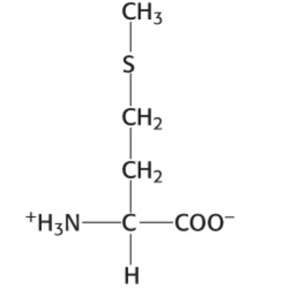 <p>Which amino acid is this</p>