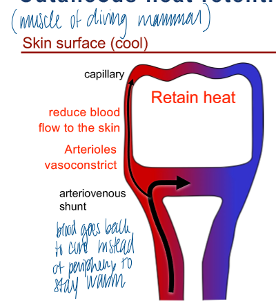<p>arteriovenous shunt = causes blood to go back to core instead of periphery to stay warm </p><ul><li><p>reduce blood flow to the skin </p></li><li><p>arterioles vasoconstrict </p></li></ul><p></p>
