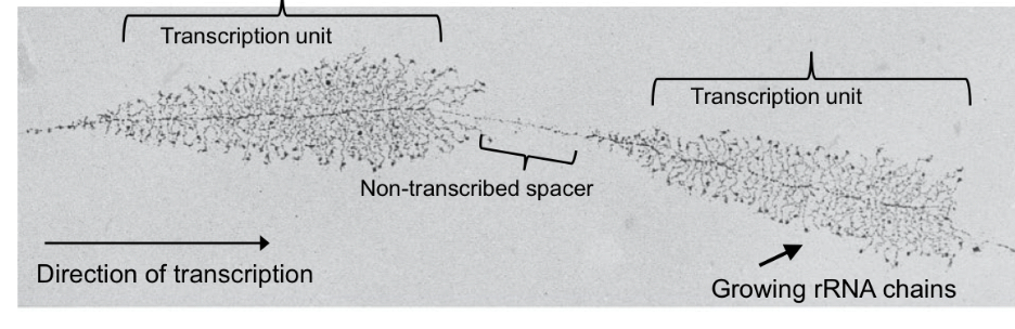 <p>Tandem repeats of rRNA genes, very ___ transcription gives the tree-like appearance, which are made of ___</p>