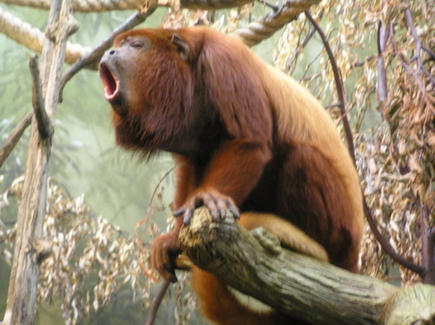 <p>Red Howler Monkey</p>