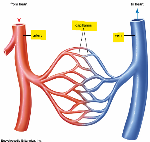 <p>Arteries - carry oxygenated blood away from the heart; veins - carry deoxygenated blood back to the heart; capillaries - connect arteries to veins to create a circuit</p>