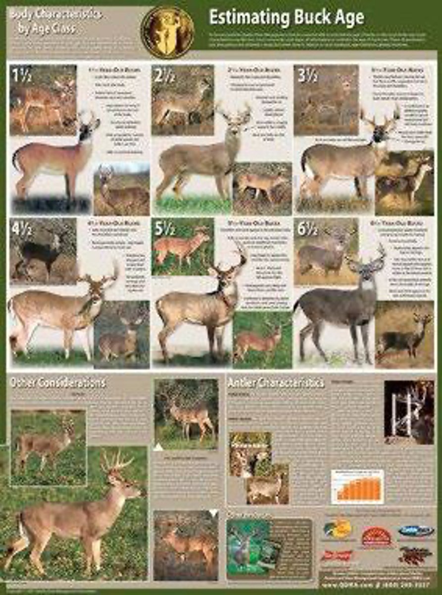 <p>It has some muscle in the shoulders, remains long-legged, and typically has antlers at or inside the ears.</p>