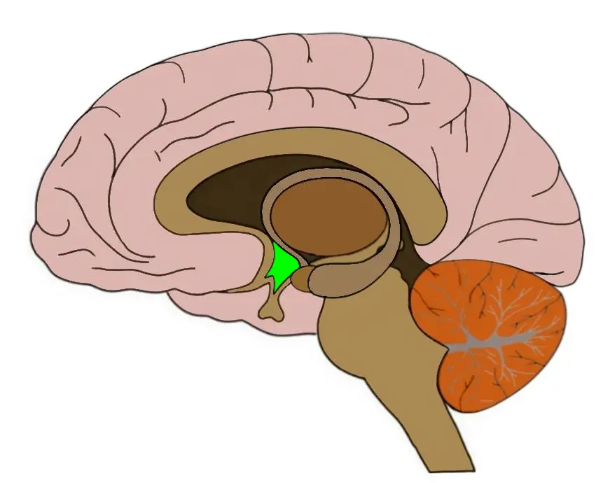 <p>Located below Thalamus. Responsible for behaviors such as sleep, hunger, thirst, sex, etc. Regulates body temperature.  </p>