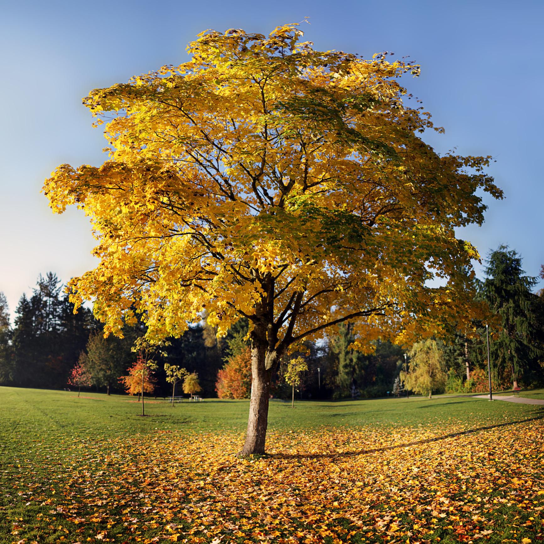 <p>Yellow Poplar</p>