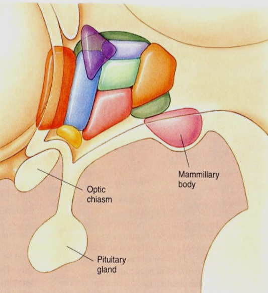 <ul><li><p>it is a bilateral structure made up of several brain nuclei, which generally regulate autonomic nervous system activity </p></li><li><p>It is involved in behaviours that directly relate to survival (i.e. the four F’s: feeding, fighting, fleeing, and mating)</p></li><li><p>Different hypothalamic nuclei control body temperature, sleep-wake cycles, hunger</p></li><li><p>One of its most important structures is to control the endocrine system by releasing hormones into the blood via the pituitary gland</p></li></ul><p></p>