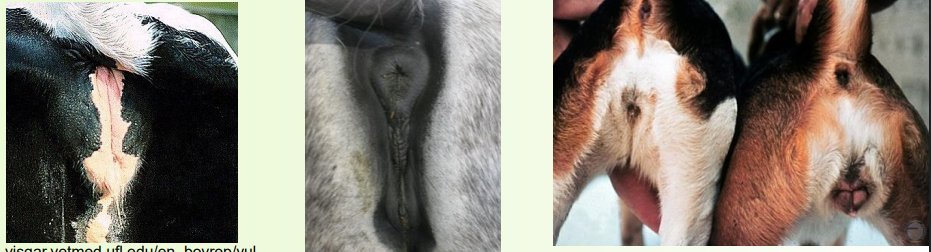 <p>» Vulva is the external genital opening and tissues</p><p>• Labia either side</p><p>• Labia meet at dorsal and ventral commissures</p><p>• Clitoris, the female homologue of the penis (or vice versa!), lies within ventral commissure, contained within the clitoral fossa</p>