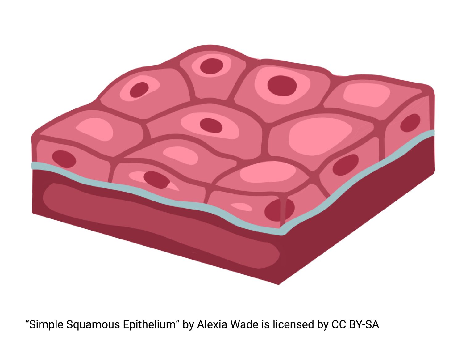 <ul><li><p>provides short diffusion distance</p></li><li><p>has nucleus and cells combined</p></li></ul><p>located in alveoli in lungs and walls of capillaries</p><p></p>