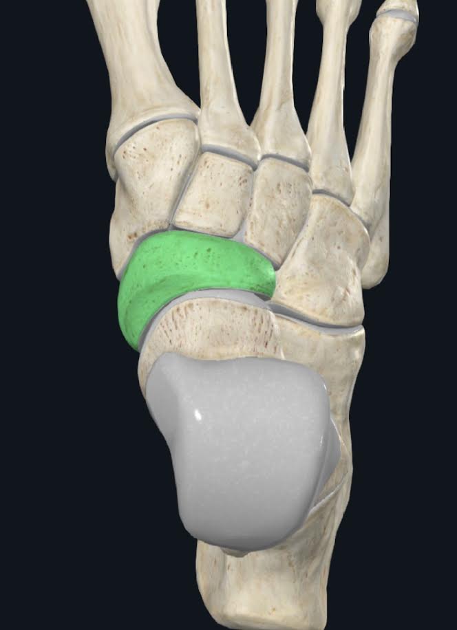 <p>Hueso par, ubicado en dirección medial antre la cabeza del astrágalo y los tres huesos cuneiformes</p>